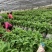 南天黄香蕉苗、巴西香蕉苗