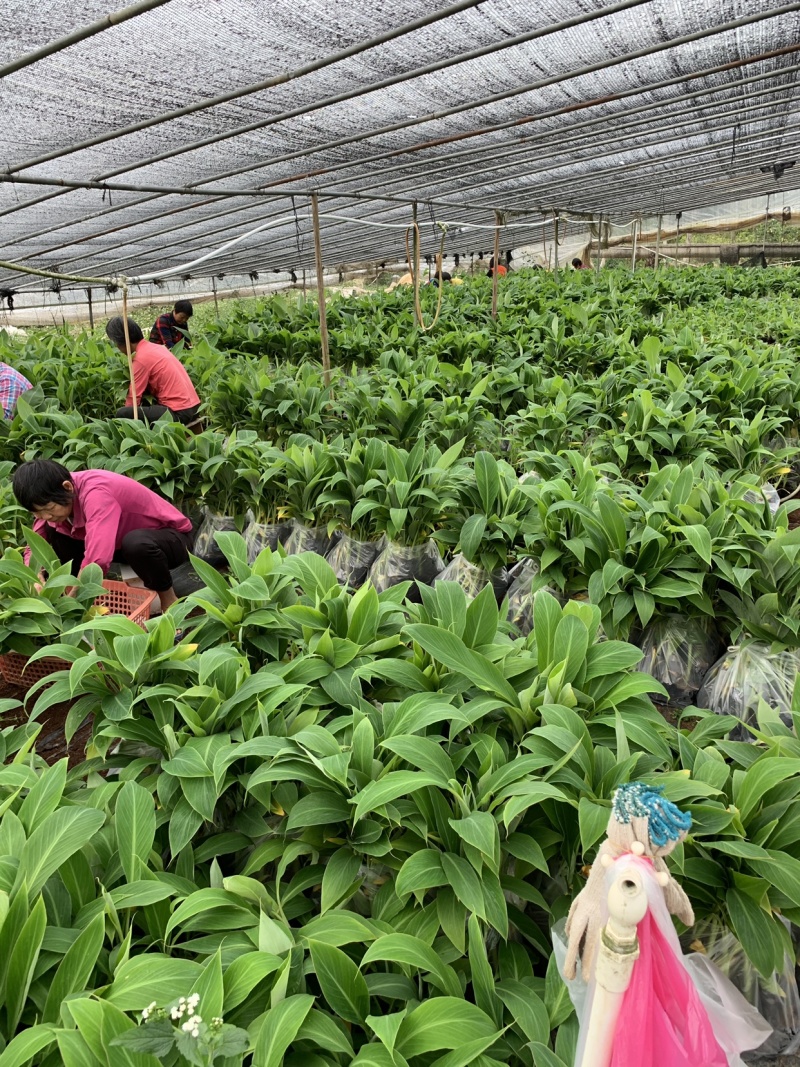 南天黄香蕉苗、巴西香蕉苗