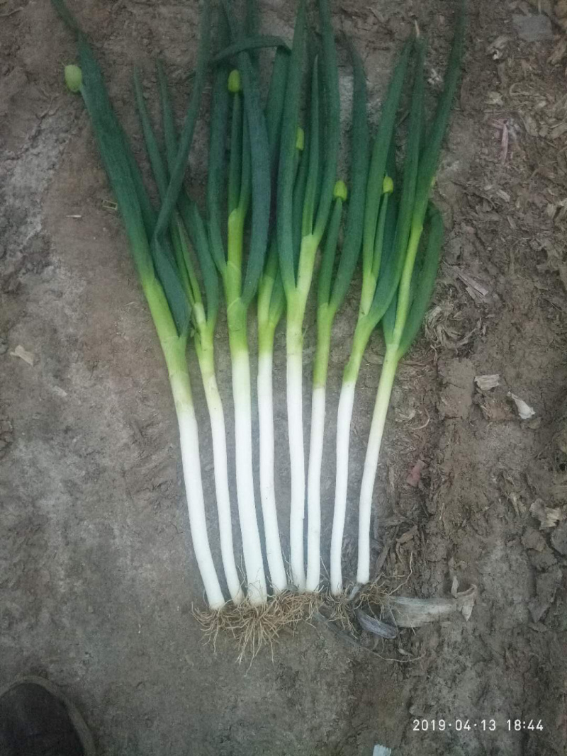 山东滕州大葱铁杆刚葱，有需要的可以联系，
