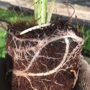 威廉斯B6香蕉苗、南天黄香蕉苗