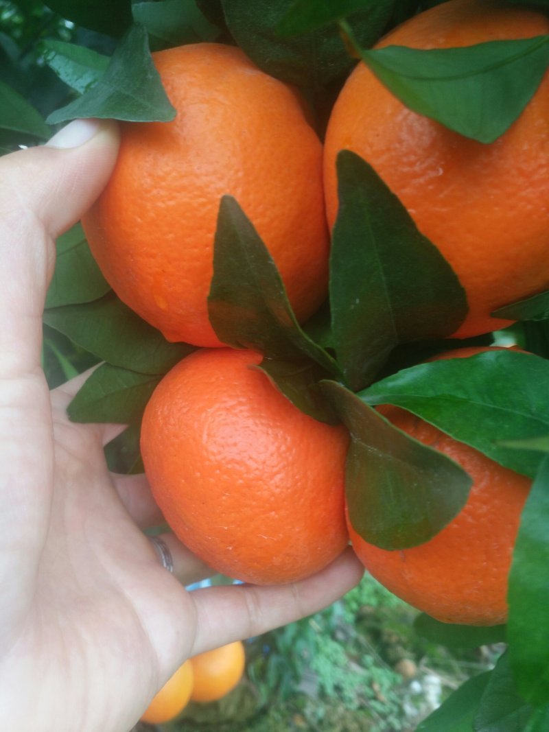 大量沃柑出售