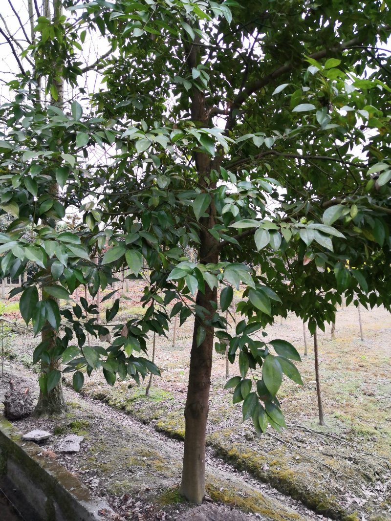 天竺桂