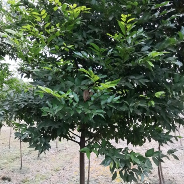 天竺桂