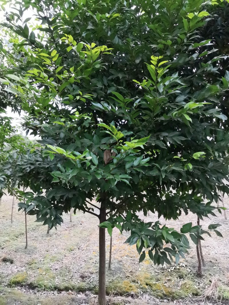 天竺桂