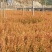 红豆杉（无纺袋，高30cm以上）