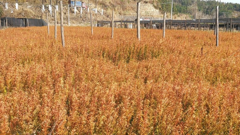 红豆杉（无纺袋，高30cm以上）