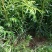 红豆杉（无纺袋，高30cm以上）