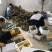 海南树上熟金钻凤梨17号一件代发稳定供货