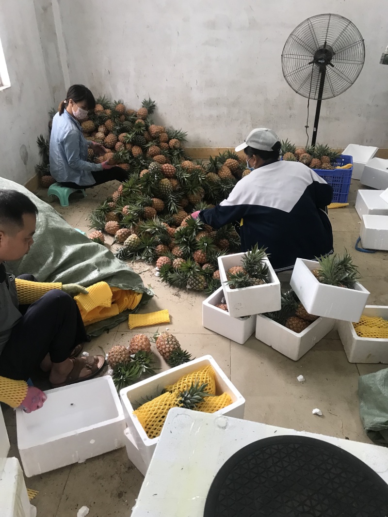 海南树上熟金钻凤梨17号一件代发稳定供货