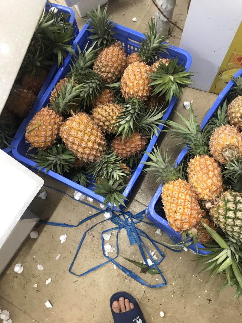 海南树上熟金钻凤梨17号一件代发稳定供货