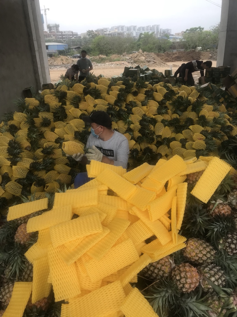 海南树上熟金钻凤梨17号一件代发稳定供货