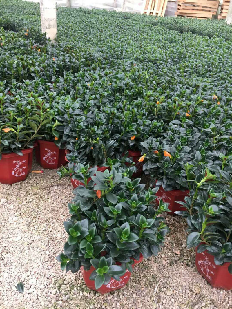 金鱼草，支持现场视屏看货，龙岩永福基地直销