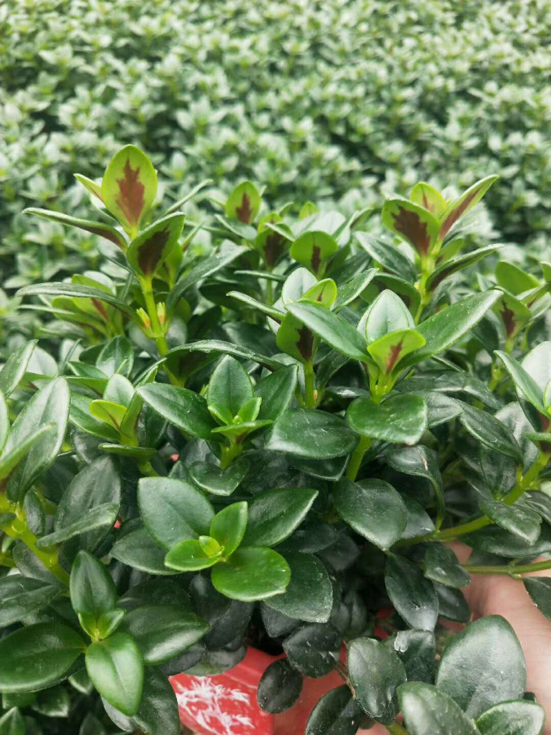 金鱼草，支持现场视屏看货，龙岩永福基地直销