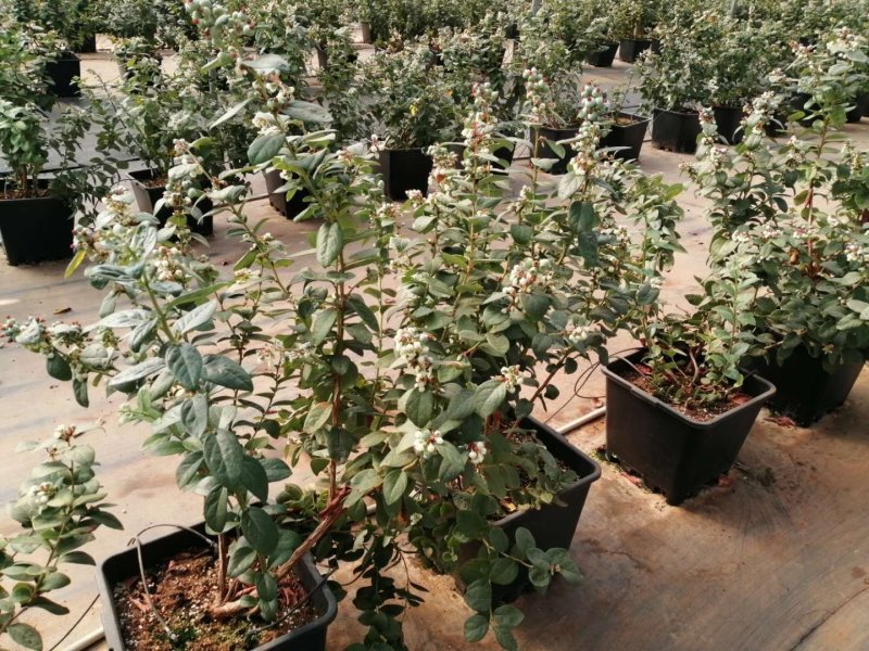 云南省红河州蒙自市岀售蓝莓(鲜果)