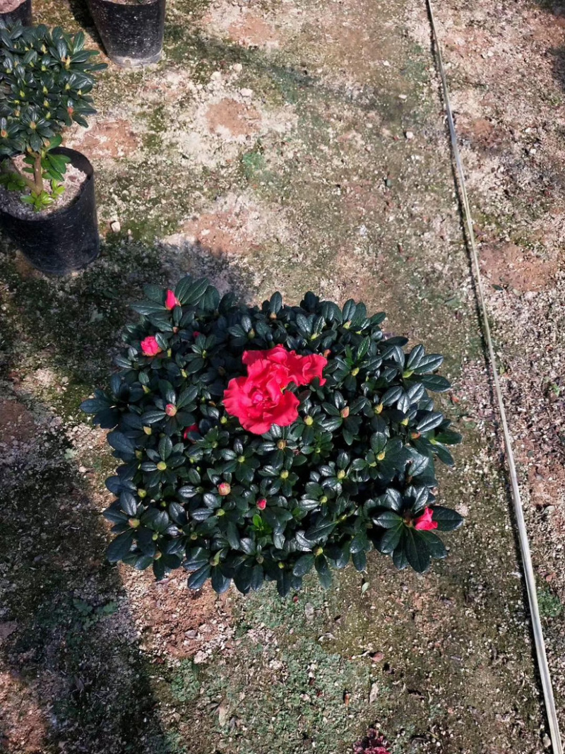 杜鹃花盆景，盆栽，各种颜色规格都有，龙岩永福基地直销！