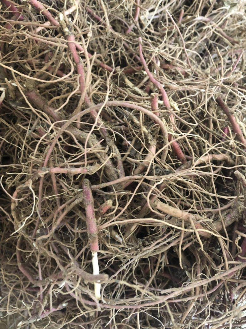 紫菀，一年收，紫菀芽子，优质紫菀芽子成活率高