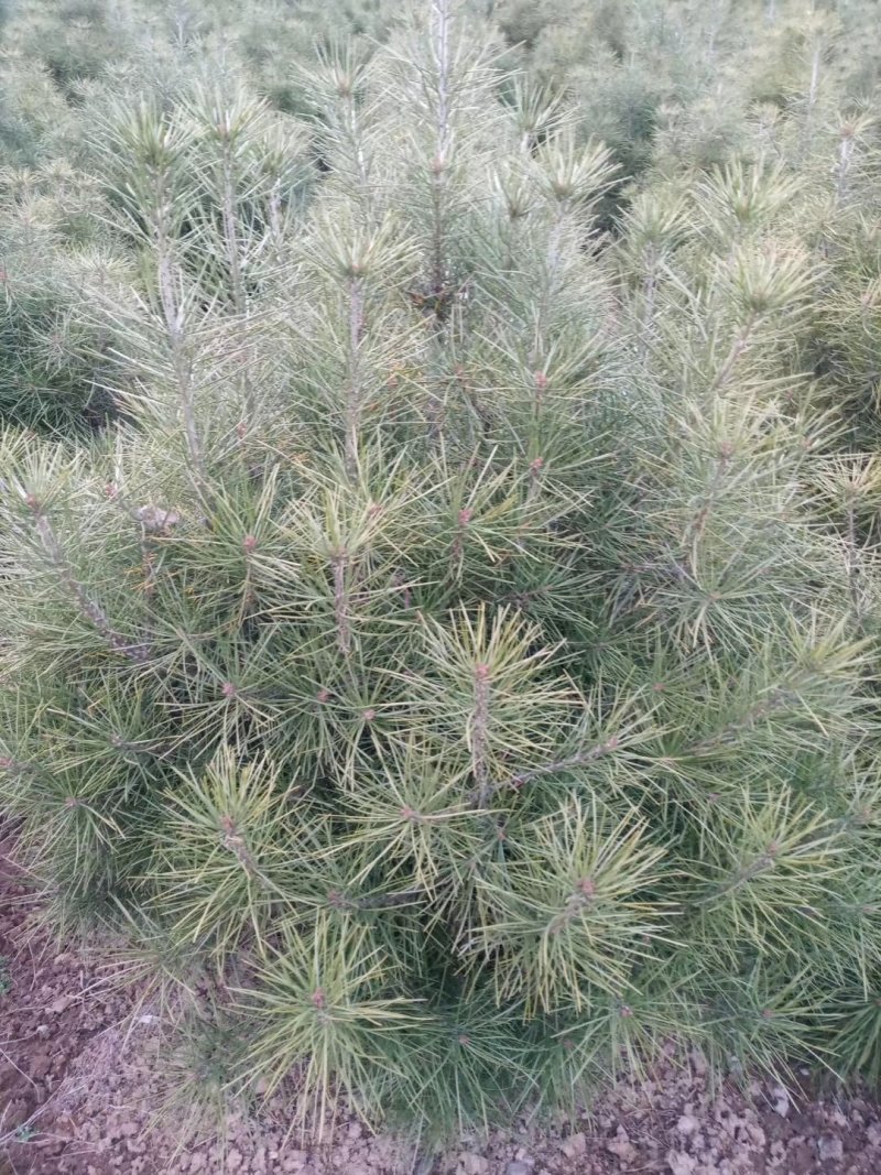 占地苗，工苗白皮松一米五起步好二级