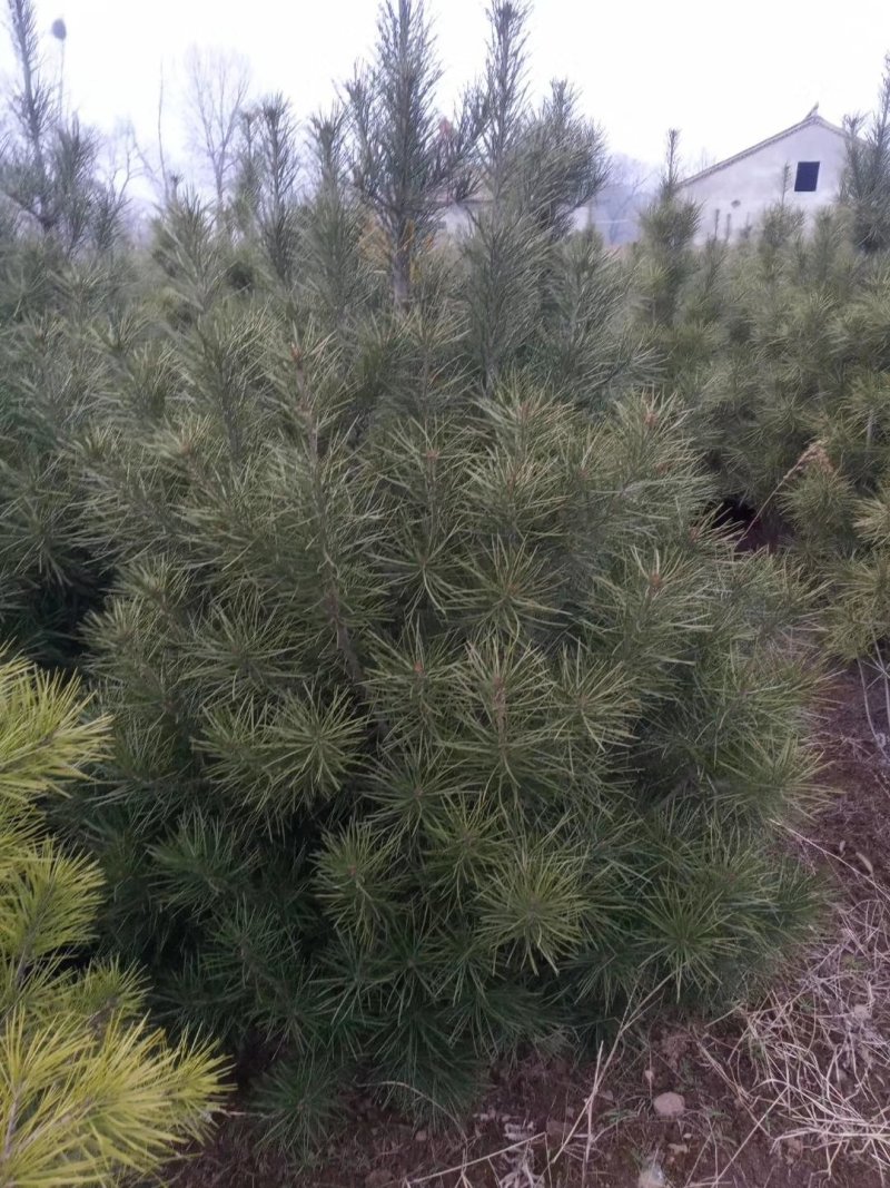 占地苗，工苗白皮松一米五起步好二级