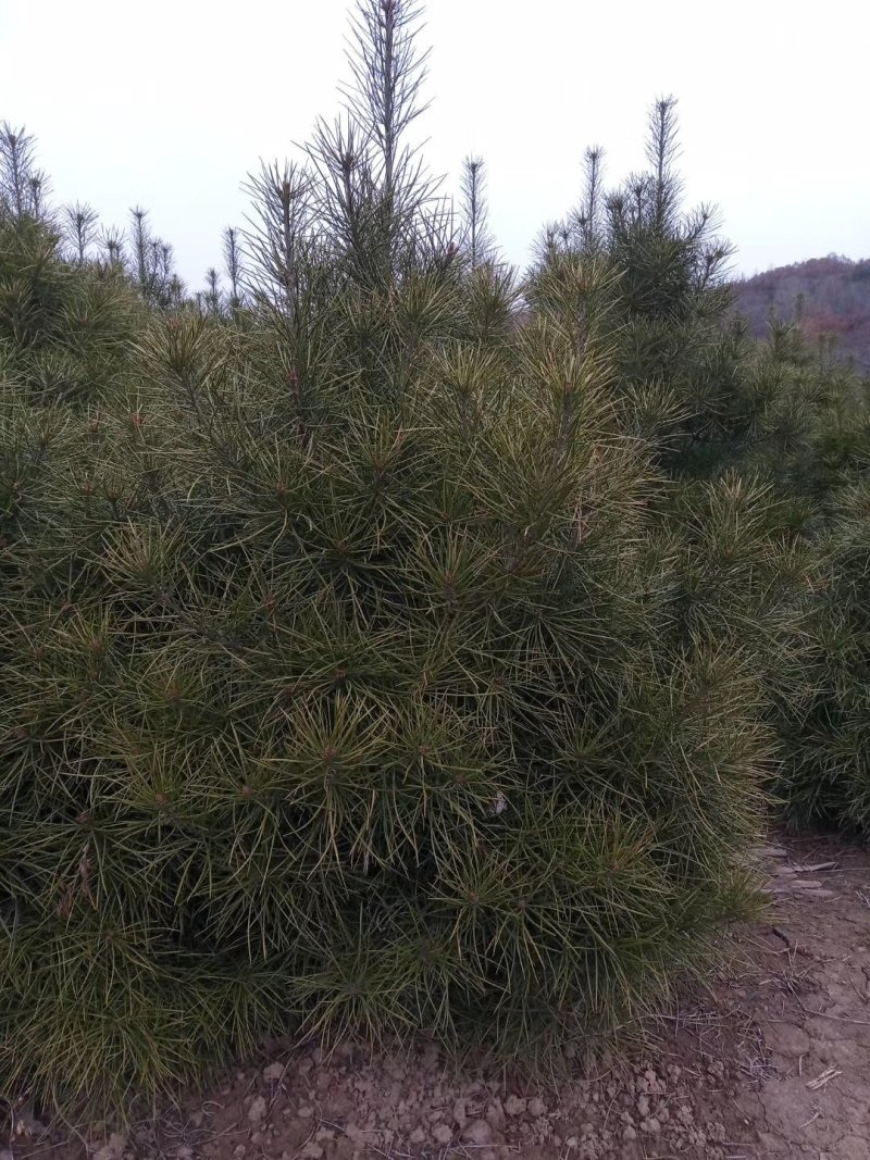 占地苗，工苗白皮松一米五起步好二级