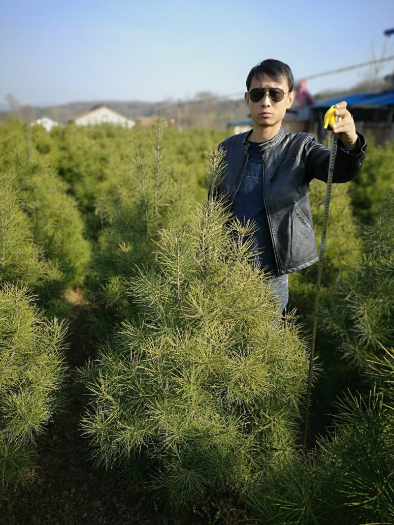 占地苗，工苗白皮松一米五起步好二级