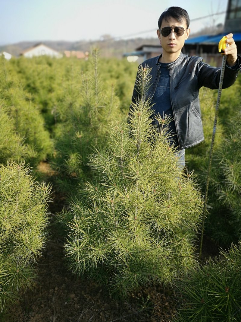 占地苗，工苗白皮松一米五起步好二级