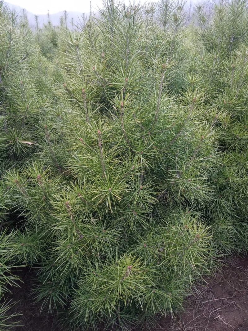 占地苗，工苗白皮松一米五起步好二级