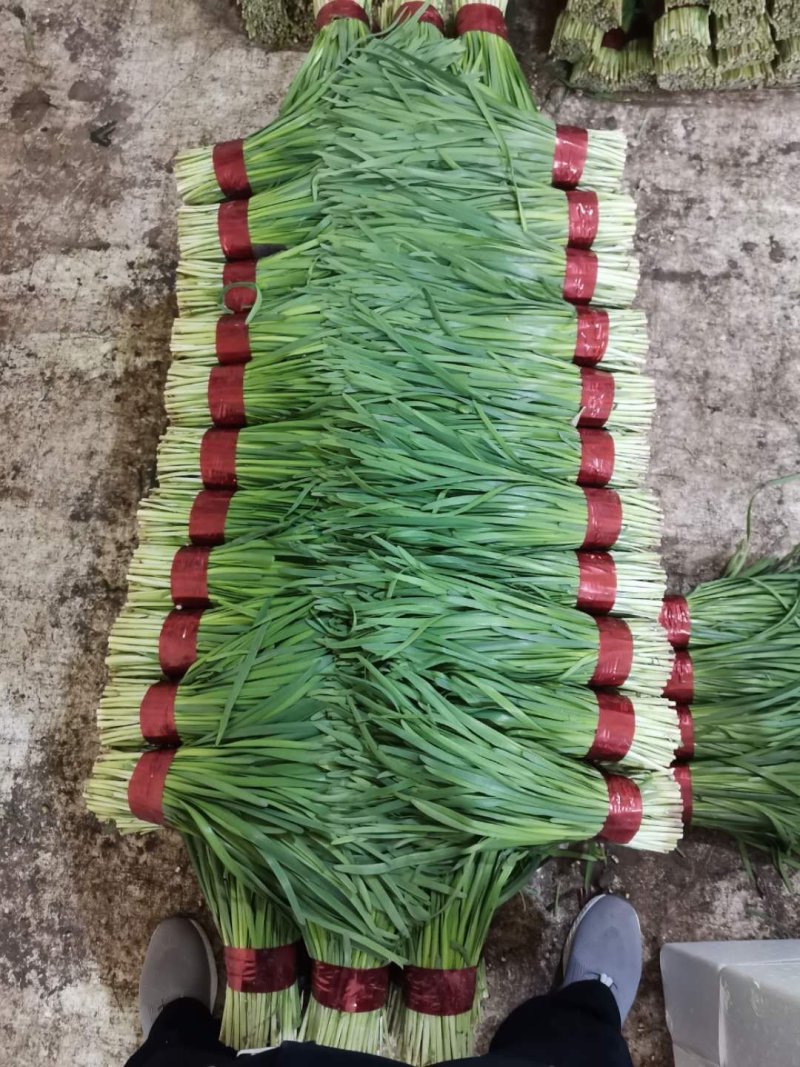 【优质韭菜】寿光头茬小叶韭菜精品小捆大量供应，可发全国