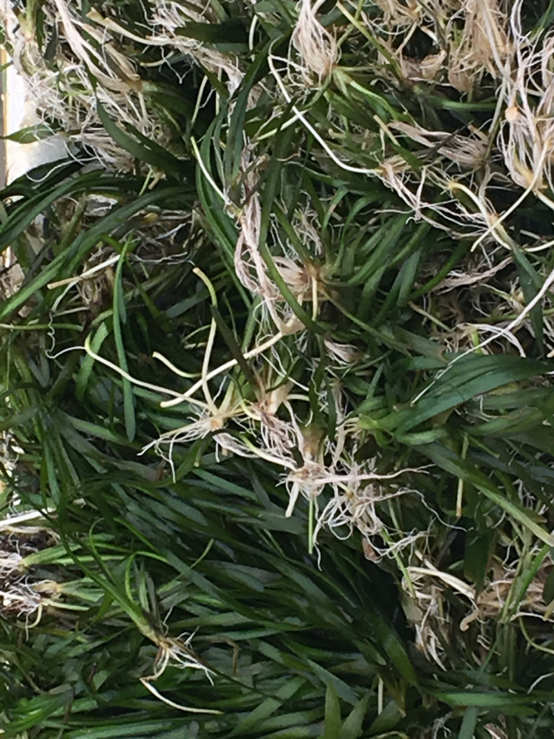 绿化工程虾蟹专用不枯萎耐寒四季青矮苦草基地直供全国包邮