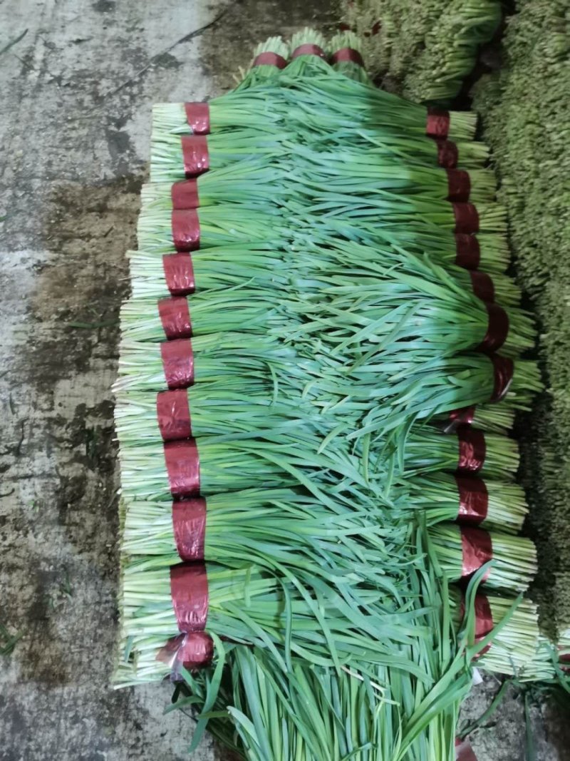 寿光大叶韭菜优质韭菜大量供应中！质优价廉！需要的联系！
