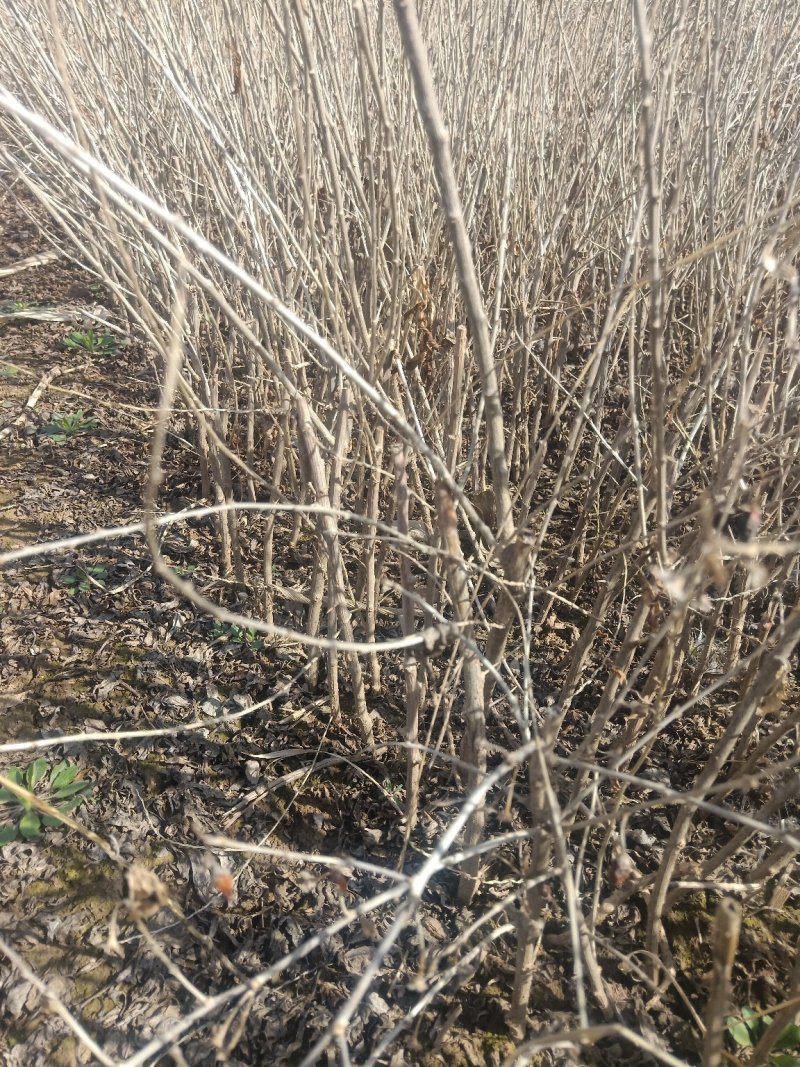 红枸杞苗一年生的0.4以上的量大欢迎下单