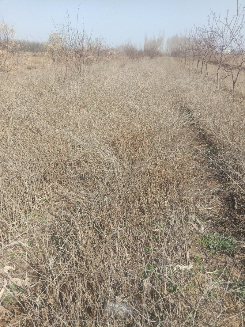 红枸杞苗一年生的0.4以上的量大欢迎下单
