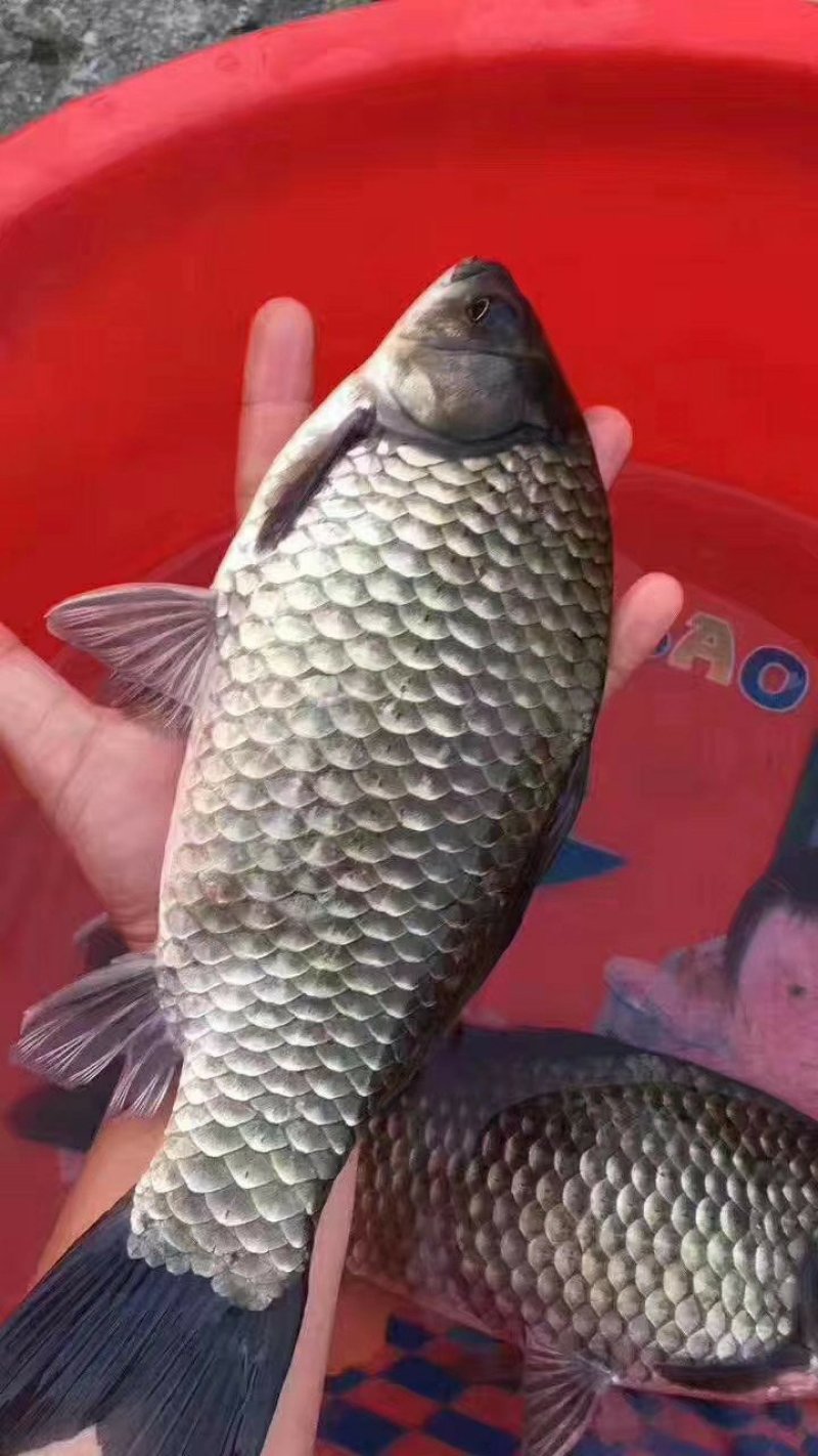 鲫鱼苗，鲫鱼苗+供应水花