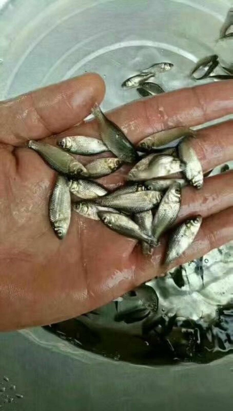 鲫鱼苗，鲫鱼苗+供应水花