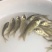 鲫鱼苗中科5号鲫鱼鲫鱼苗+供应水花