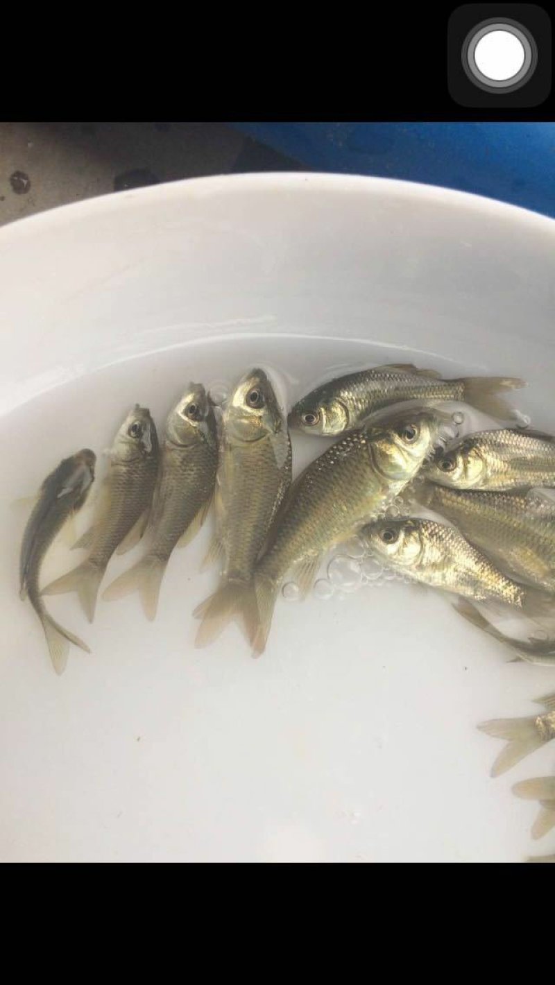 鲫鱼苗中科5号鲫鱼鲫鱼苗+供应水花