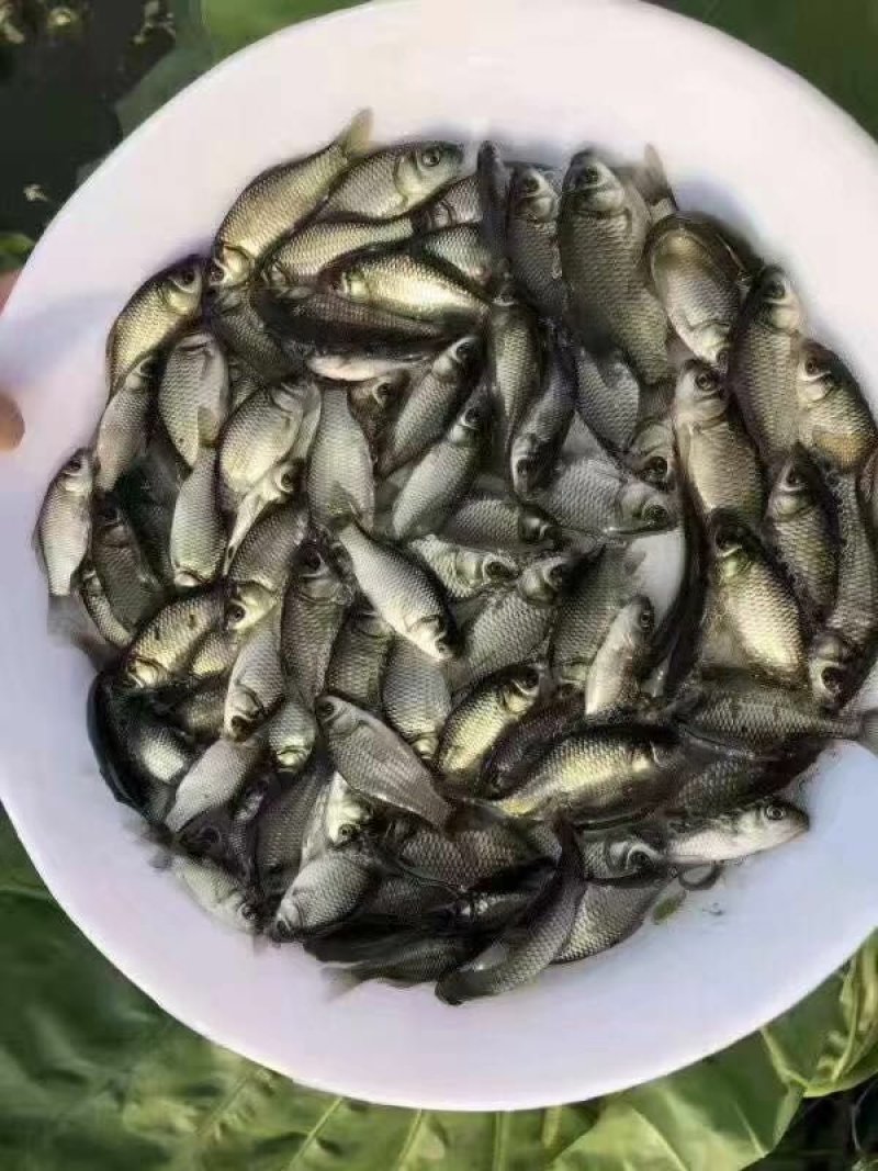 鲫鱼苗，鲫鱼苗+供应水花