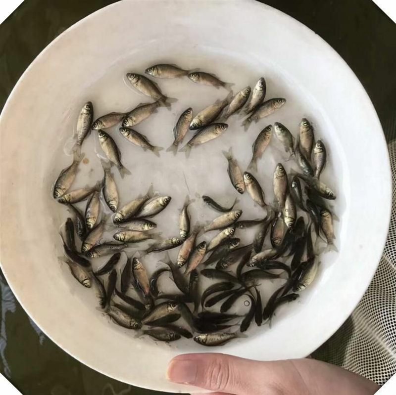 鲫鱼苗，鲫鱼苗+供应水花