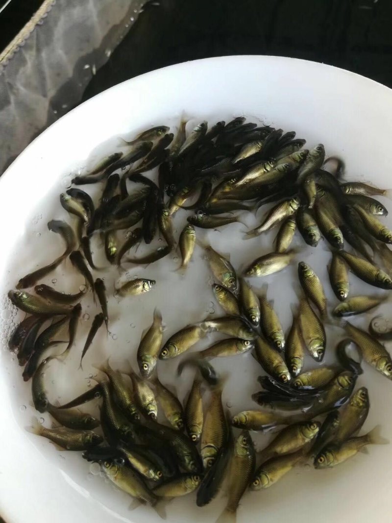 鲫鱼苗，鲫鱼苗+供应水花