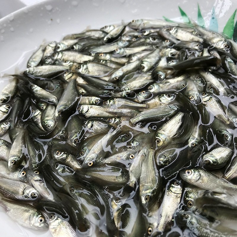 鲫鱼苗，鲫鱼苗+供应水花