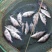 桂花鱼鱼苗斑桂鱼苗鳜鱼苗饲料桂花鱼苗桂花鱼苗场