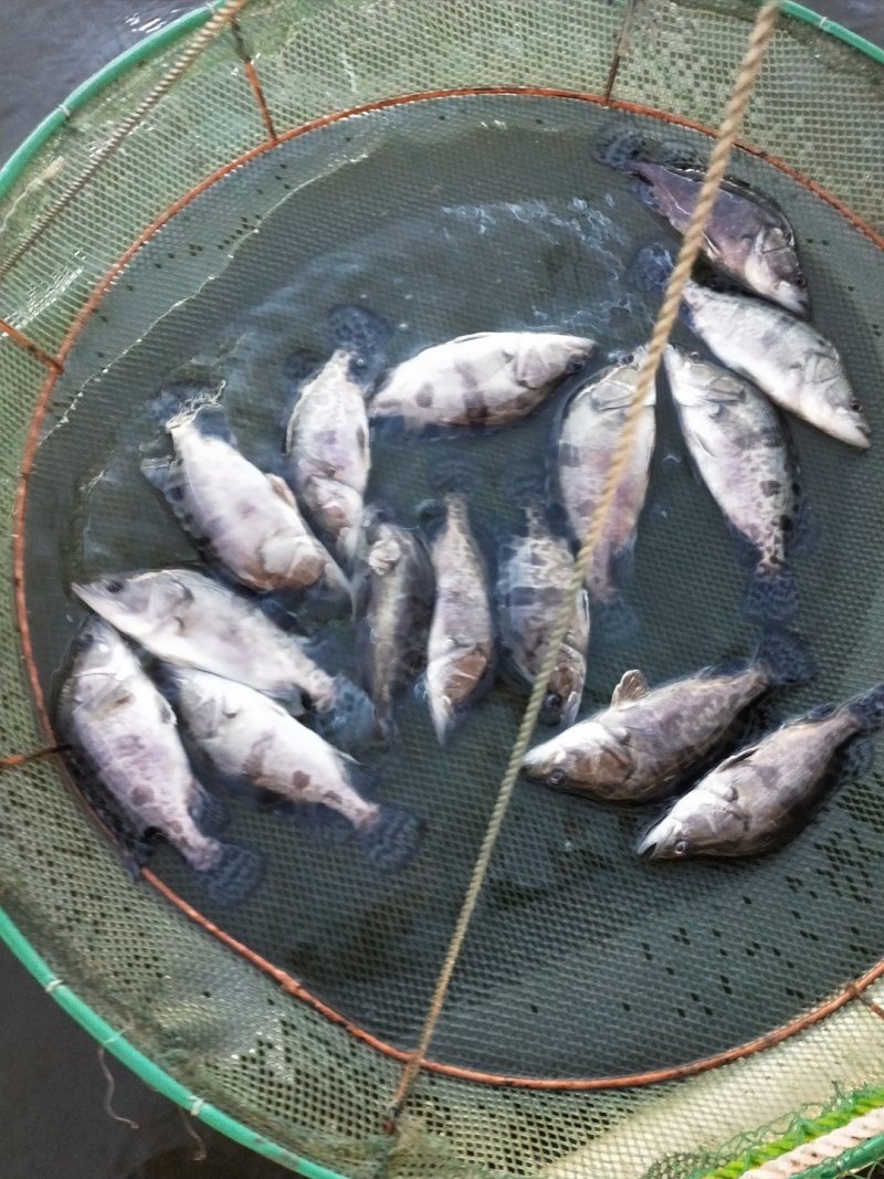 桂花鱼鱼苗斑桂鱼苗鳜鱼苗饲料桂花鱼苗桂花鱼苗场