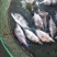 桂花鱼鱼苗斑桂鱼苗鳜鱼苗饲料桂花鱼苗桂花鱼苗场