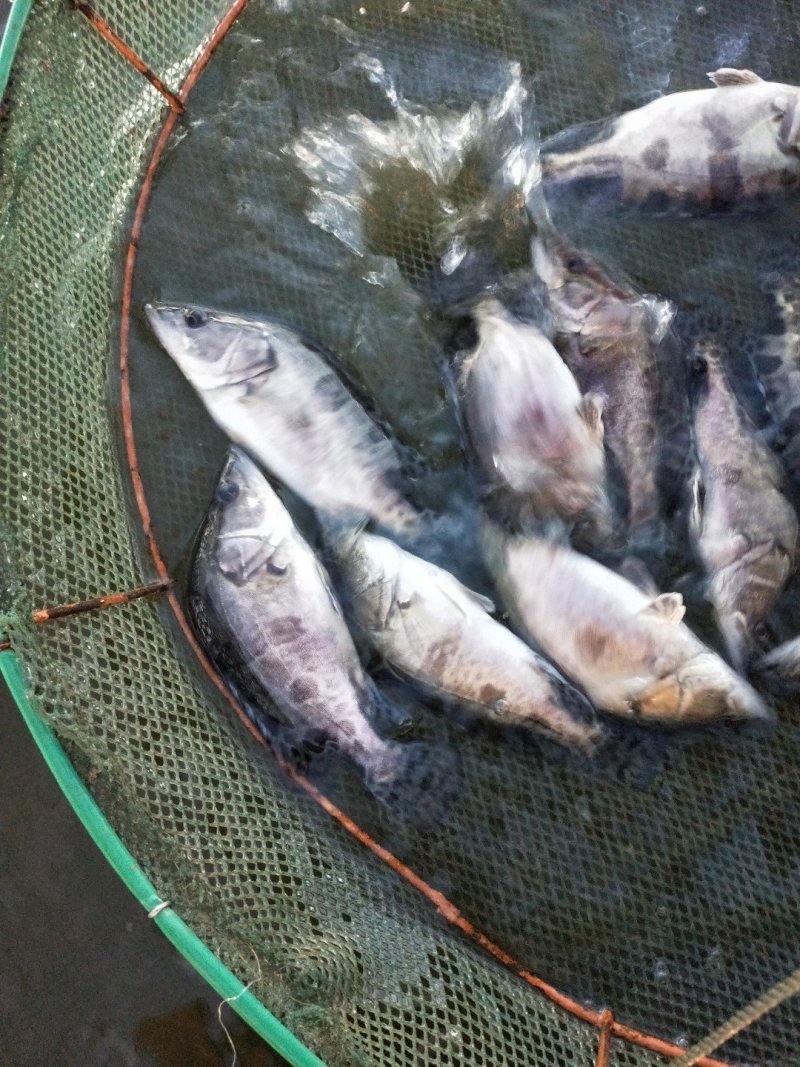 桂花鱼鱼苗斑桂鱼苗鳜鱼苗饲料桂花鱼苗桂花鱼苗场
