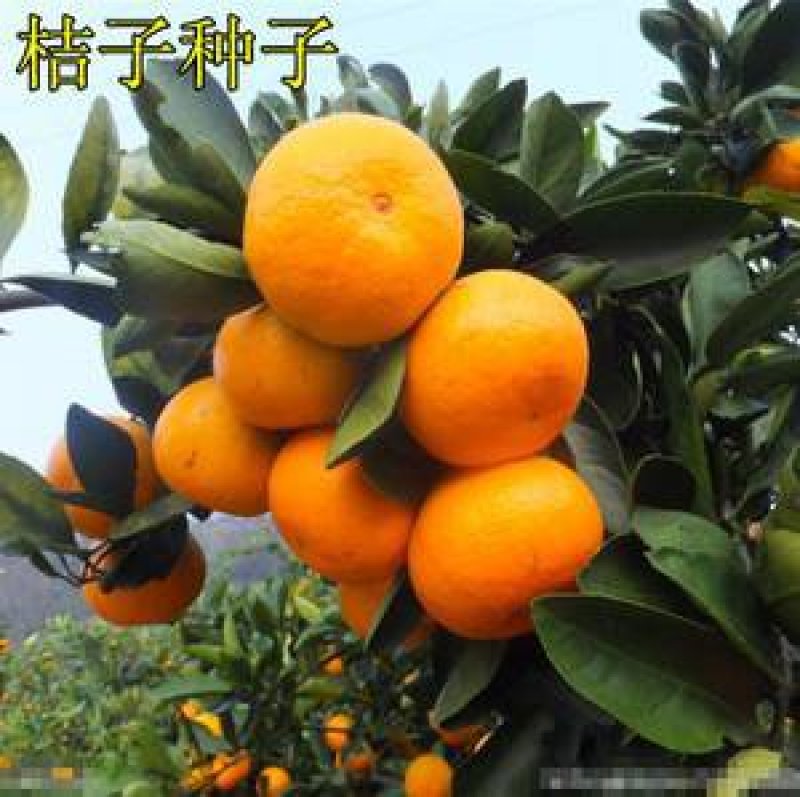 新采优质桔子种子橘子种子柑橘种子红橘种子果树种子