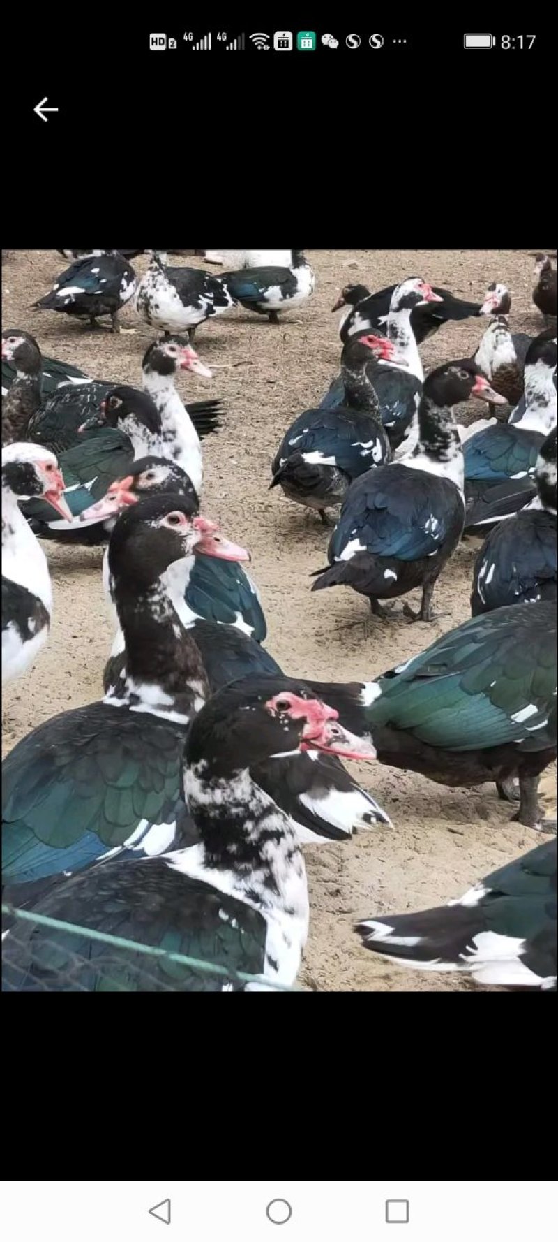 番鸭