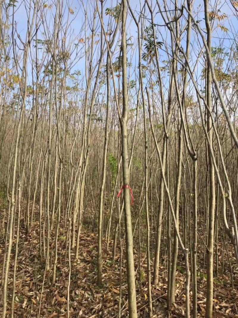 无患子小苗大量现货供应，欢迎来采购，诚信第一！