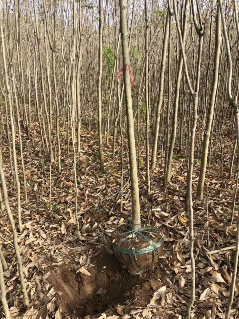 无患子小苗大量现货供应，欢迎来采购，诚信第一！