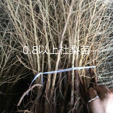 1年生杜梨苗，现起苗现整理现发货，分拣精细，规格齐全。