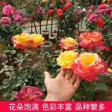 嫁接树桩月季双色树桩月季庭院阳台种植苗盆栽地栽苗