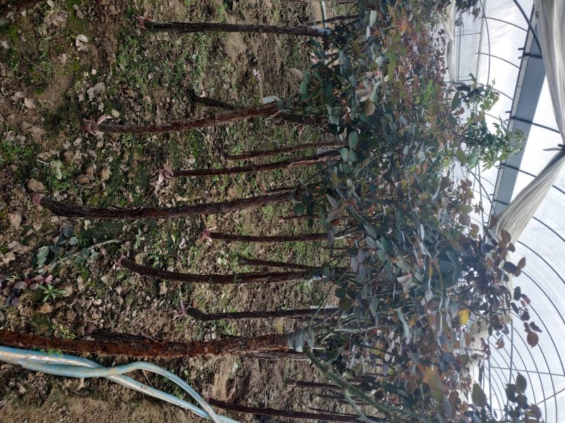 嫁接树桩月季双色树桩月季庭院阳台种植苗盆栽地栽苗